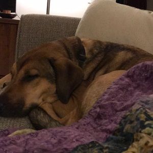 Meet your Posher, Alice